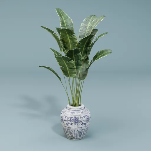 Tropical plant