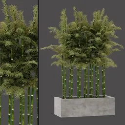 Japanese Bamboo Grove