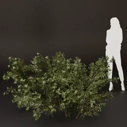 SJ-Hilltop Quiet Scene Bush