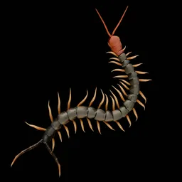 Centipede