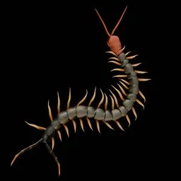 Centipede