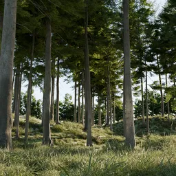 Pine Ridge