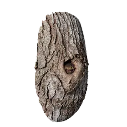 Cinnamomum camphora Burl