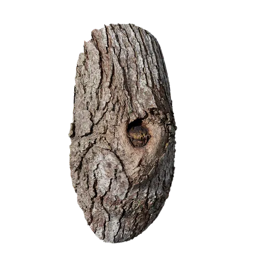 Cinnamomum camphora Burl