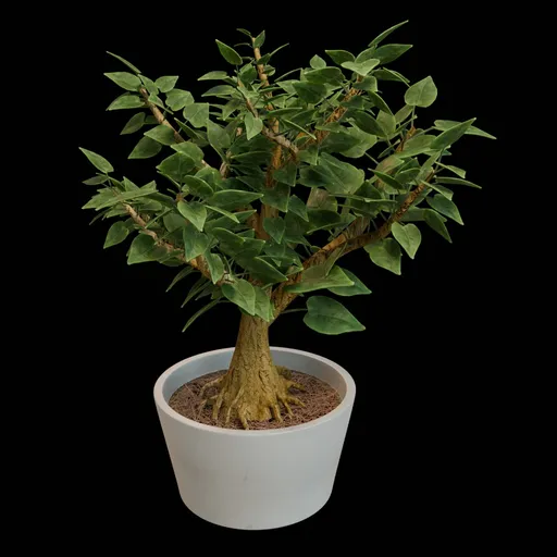 Bonsai plant in pot