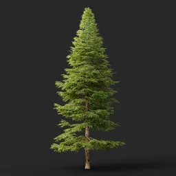 Tall Conifer Tree