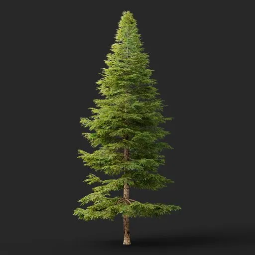 Tall Conifer Tree