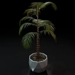 Realistic palm 3D model in pot, suitable for Blender Eevee and Cycles rendering.