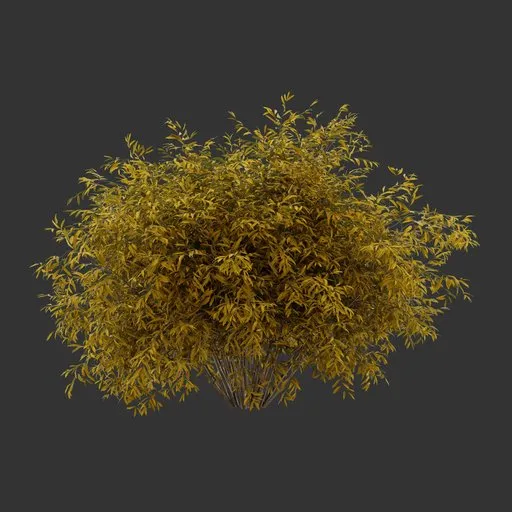 Bush Autumn Plant