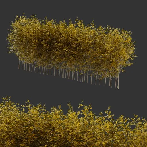 Multiple Bush Autumn Plant