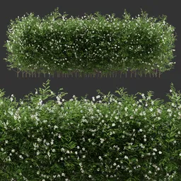 Multiple Flowering Bush Plant