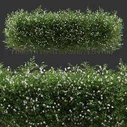 Multiple Flowering Bush Plant