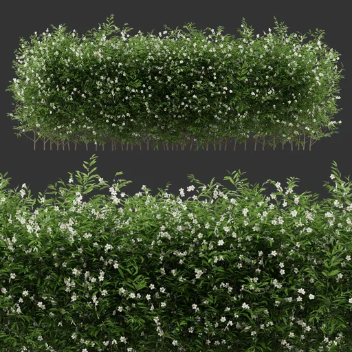 Multiple Flowering Bush Plant