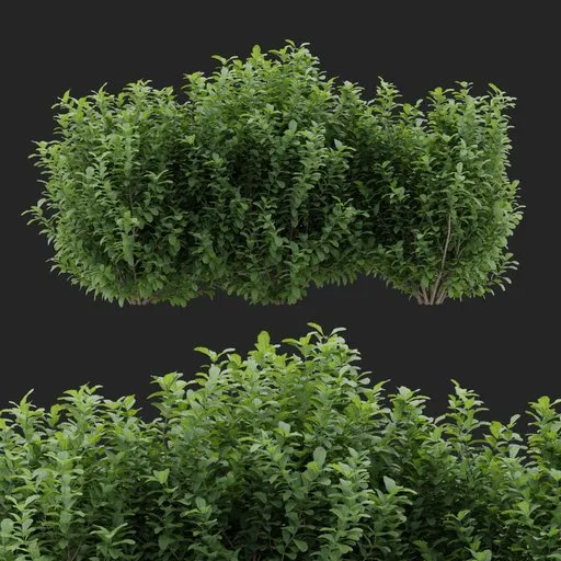 Natural Multi Bush Plant