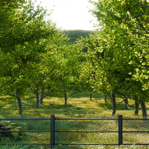 Summer Garden