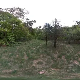 Overcast Forest Clearing (Netherlands)