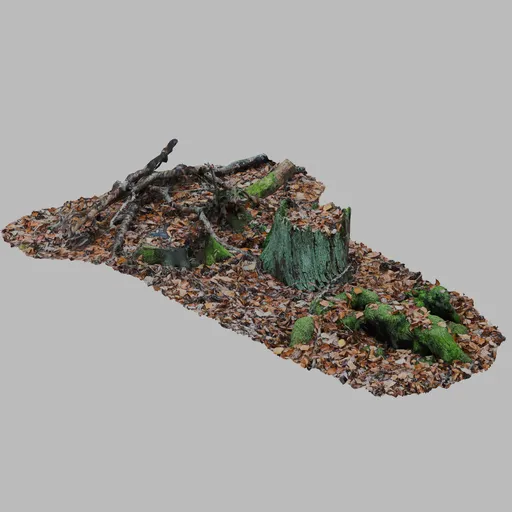 Forest ground leaves with dead wood