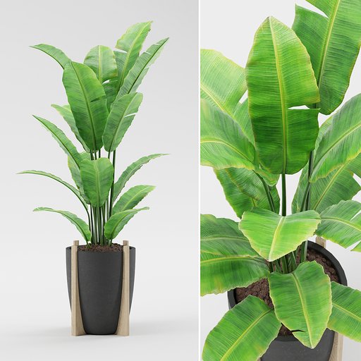 Thumbnail: Indoor Banana Tree