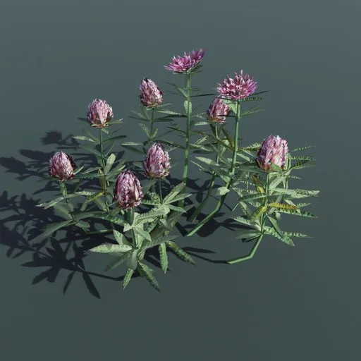Detailed 3D model of purple Stonecrop plant, ready for Blender archviz and game design.