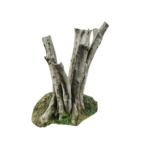 Radermachera sinica