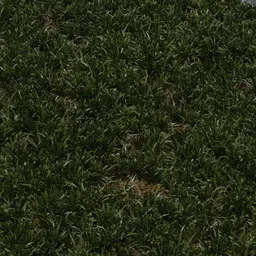 grass lawn cut 1x1 m