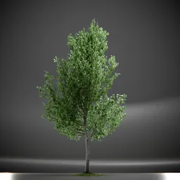 Tree Slender Silhouete Animated