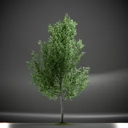 Tree Slender Silhouete Animated