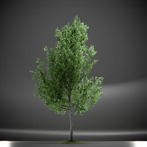 Tree Slender Silhouete Animated
