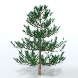 Pine Tree