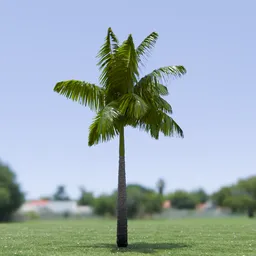 Imperial Palm Tree Animated