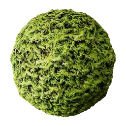 Hedge Conifer 2K PBR texture for organic 3D materials with displacement, suitable for Blender and other 3D apps.
