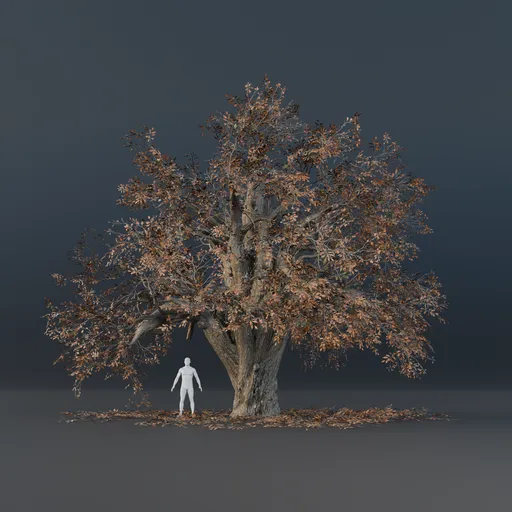 Oak Tee - Matured (Autumn)