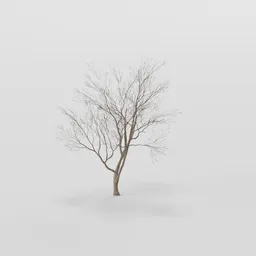 Sapling Rottenpine