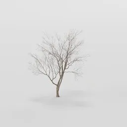 Sapling Rottenpine