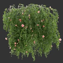 Wall Hanging Plant
