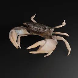 Realistic 3D model of a rigged crab suitable for Blender animation, detailed texturing, ready for posing.