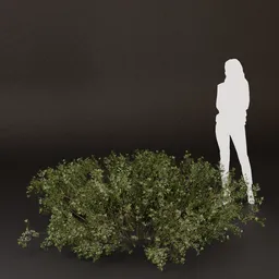 SJ-Calm Morning Shade Bush