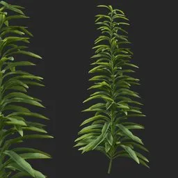 Simple Bush