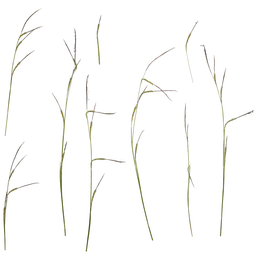 Carex dispalata Atlas