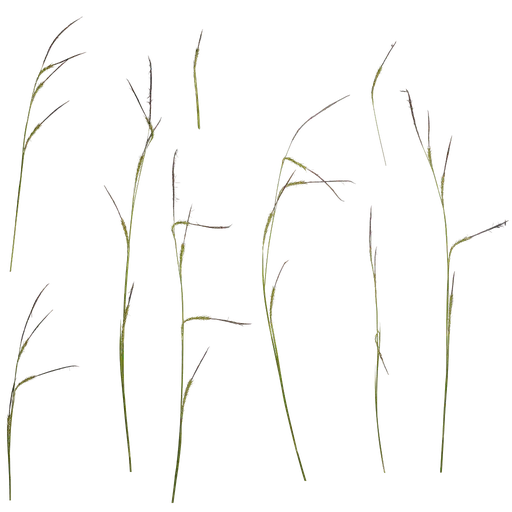 Carex dispalata Atlas