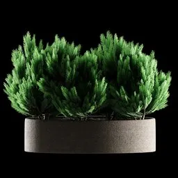 3D rendered Thuja plant in a modern concrete pot, ideal for Blender 3D nature scenes.