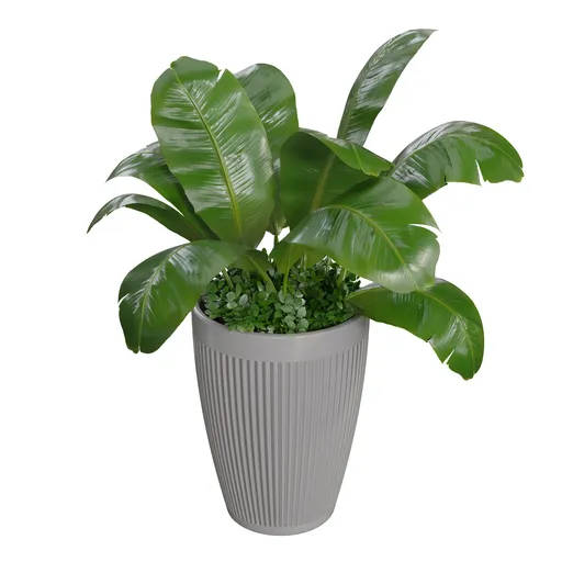 Luxury Tropical Indoor Plant