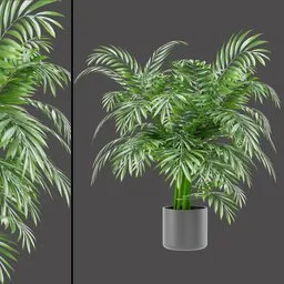 Areca Palm Bush