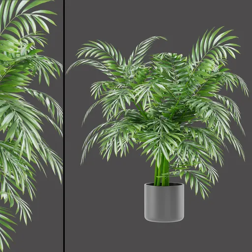 Areca Palm Bush