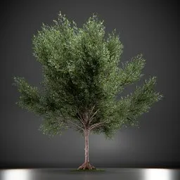 Callery Tree Low Poly Animated