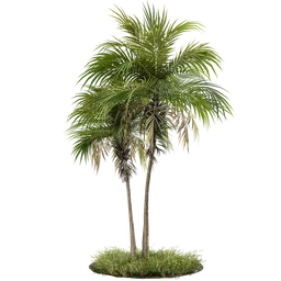 Palm A