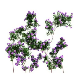 Climbing Roses Wall Grow Purple
