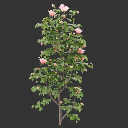 Flowering Bush Plant