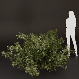 SJ-Lush Wild Nature Bush