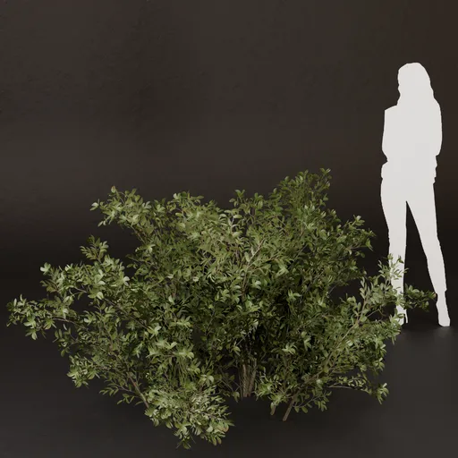 SJ-Lush Wild Nature Bush